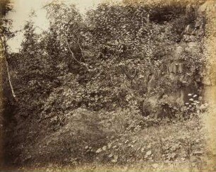 Mittelgrundstudie: Waldinneres: Gesträuche an Felsen