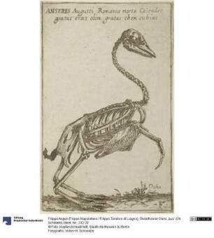Skelett einer Gans, aus: (Gli Scheletri)