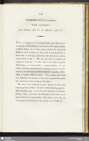 Terebratula acuminata. Tab. CCCCXCV. var. sulcata. (fig. 1.) var. plicata. (fig. 3)