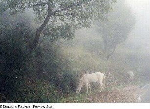 Landschaft mit Pferden
