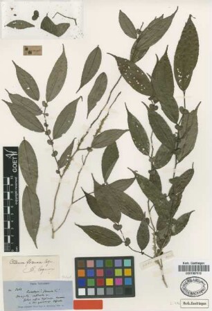 Calophysa flexuosa Triana [isotype]
