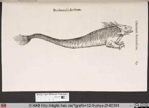 Brethmechi Arabum.