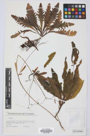 Tolpis spec.