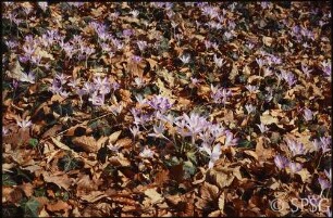 Potsdam, Park Sanssouci, Frühblüher.