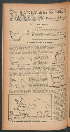 El ganso - (Conclusión) : Historia de los animales