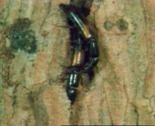 Ostomatid Beetle