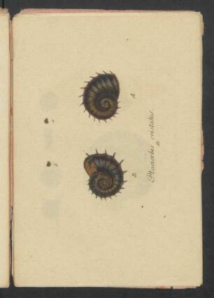 Planorbis cristatus
