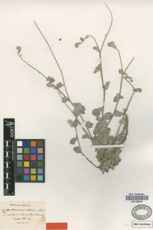 Heliotropium noeanum Boiss. [type]