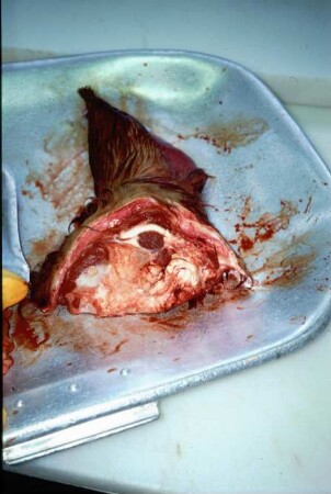 Fotografie: Tierproduktionsverfahren, Transponder