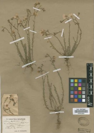 Linum tommasinii Nyman