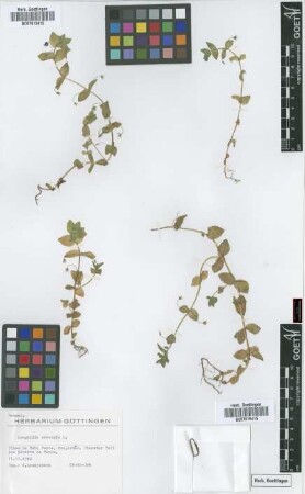 Anagallis arvensis L.