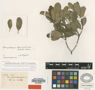Rauvolfia strempelioides Griseb. [syntype]
