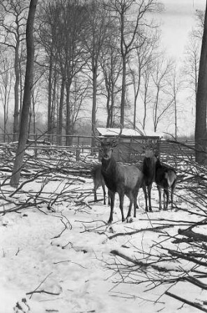 Rothirsche im Tierpark Oberwald