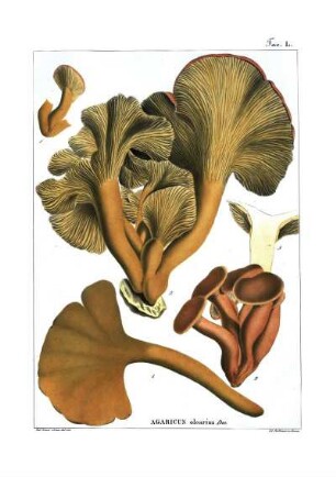 Tav. L. Agaricus olearius Dec.