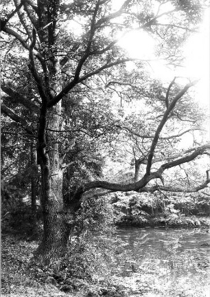Schloß Hermsdorf bei Dresden. Parkanlagen (um 1730 und 1764). Stiel-Eiche (Quercus robur) am Schloßteich. Fotografie (Negativabzug auf Papier) von Ursula Richter, um 1925