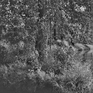 Landschaftsbild. Fließgewässer im Spreewald. : Wobraz krajiny. Groble w Błótach.