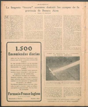 La langosta "tucura" amenaza destruir los campos de la provincia de Buenos Aires