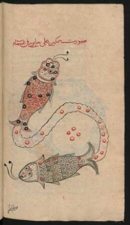 Illustration: Abbildung zweier Fische