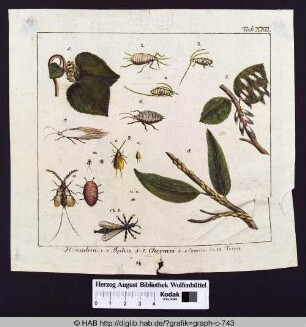 Hemiptera: 1-4. Aphis. 5-7. Chermes. 8-11 Coccus. 12.23. Trips.