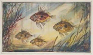 Vier Zierfische : Gelbke, Georg: Vier Zierfische. 1942. Aquarell; 30,8 x 53,3 cm. Privatbesitz