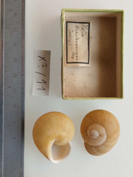 Helix guantanamensis Poey.