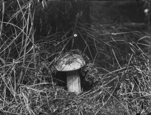 Steinpilz : Steinpilz (Boletus Linnaeus).