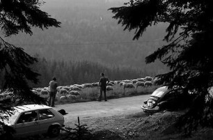 Schafherde am Lachenwasen bei Todtnauberg mit Personen im Hintergrund