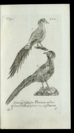 17. 1) der Goldfasan. Phasianus pictus.2) der Silberfasan. [Phasianus] nycthmerus.