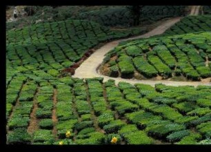Cameron Highland, Ein Weg durch die Teeplantage