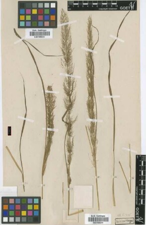 Eragrostis aurea Steud. [isotype]