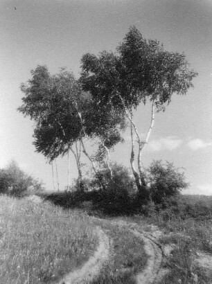 Einsamer Weg mit Birken