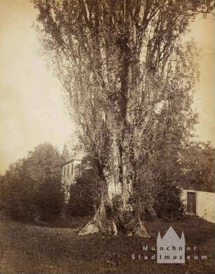 Mächtiger Baum vor Haus