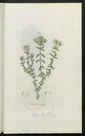 595. Teucrium polium