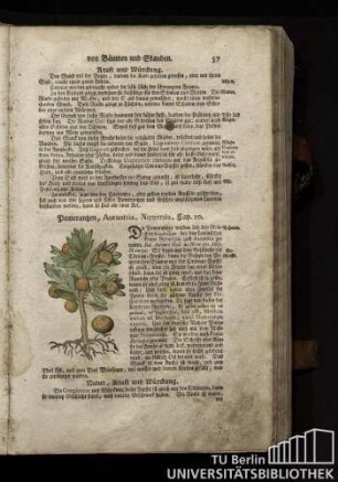 Cap. 10. Pomeranzen, Aurantzia, Nerantzia.