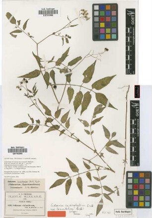 Solanum stoloniferum Schltdl.