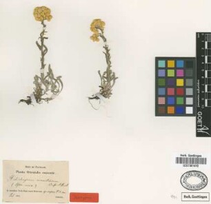 Helichrysum aurantiacum Boiss. & Huet [isotype]