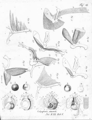 Tafel VI zur Isis 1827, Band XX, Heft V. Sp. 468