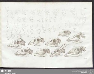 Pl. V. pag. 70