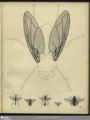 Fliege, groß, blaue Schmeißfliege. von links nach rechts: 1 Graue Stechmücke. 2 Honigbiene, Königin. 3 Grabwespe. 4 Waldameise, Männchen.