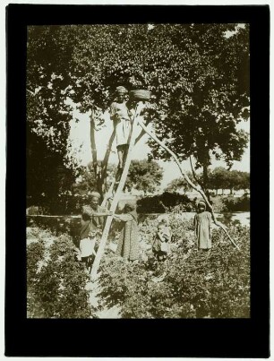 Männer bei der Ernte