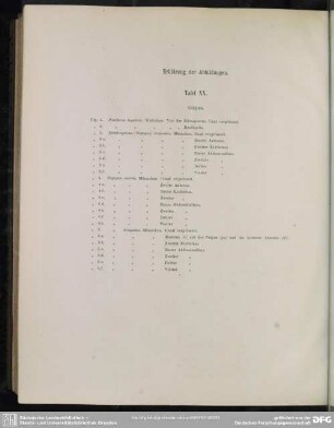 Erklärung der Abbildungen. Tafel XX