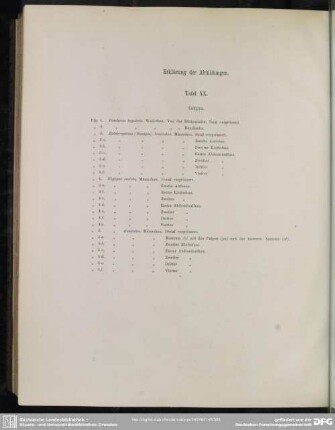 Erklärung der Abbildungen. Tafel XX