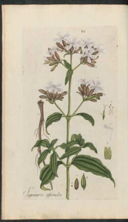 80. Saponaria officinalis
