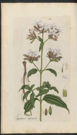 80. Saponaria officinalis
