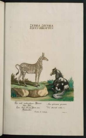 Zebra Zecora. Equus Hirsutus. Ein noch versprochener Africanischer Esel. Eine Art Rauh Pferde oder Bachmatten. Ane africam promis. Un cheval velu. Familia I. Einhufig