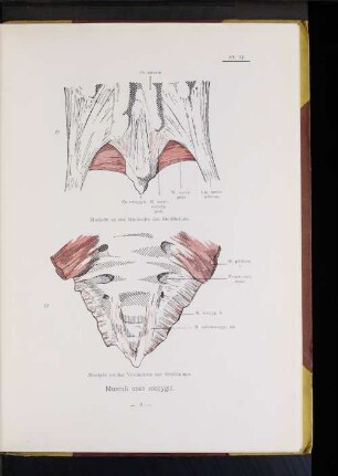 Musculi ossis coccygis.