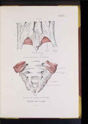Musculi ossis coccygis.