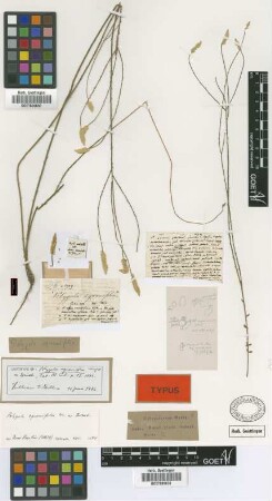 Polygala squamifolia C.Wright ex Griseb.