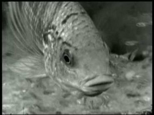 Tilapia macrochir (Cichlidae) - Brutpflege