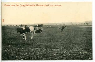 Hennersdorf. Jungviehweide